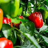 Agrodal Tarım Ata Tohumu Yerli Hatay Acı Dolma Biberi 500 Adet Tohum