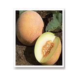 AGRODAL TARIM Ata Tohumu Yerli Kavun Tohumu Ananas 100 Adet Tohum