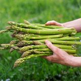 AGRODAL TARIM Ata Tohumu Yerli Kuşkonmaz Tohumu 40 Adet Tohum