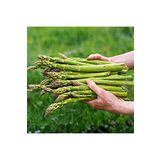 AGRODAL TARIM ATA TOHUMU YERLİ KUŞKONMAZ TOHUMU (ASPARAGUS) 40 ADET TOHUM