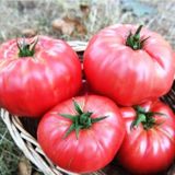 Agrodal Tarım Ata Tohumu Yerli Oturak Dilimli Pembe Köy Domatesi 100 Adet Doğal Tohum