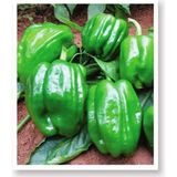 Agrodal Tarım Ata Tohumu Yöresel Dolma Biber Antep 100 Adet Tohum