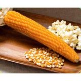Agrodal Tarım Doğal Yerli Patlak Mısır Popcorn Cin Mısır Tohumu 50 Adet Tohum