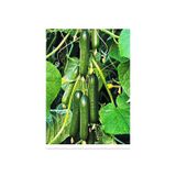 AGRODAL TARIM HİBRİT ASMA SALATALIK PUGAR-F1 10 ADET TOHUM