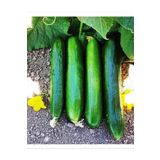 AGRODAL TARIM HİBRİT SALATALIK TOHUMU BEDİZ-F1 30 ADET TOHUM