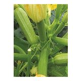 AGRODAL TARIM Hybrit Dolma Kabak Tohumu 10 Adet Tohum