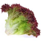 Agrodal Tarım Ithal Marul Kırmızı Salata (Kıvırcık) 1000 Ad. Tohum - 1000 Adet