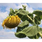 Agrodal Tarım Meşhur Yerli Doğal İnegöl Alası Çerezlik Ayçekirdeği Çekirdek Tohumu 40 Adet Tohum