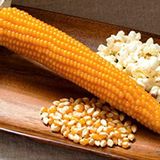 Agrodal Tarım Patlak Mısır Popcorn Cin Mısır Tohumu 50 Adet Tohum