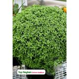 Agrodal Tarım Top Reyhan/top Fesleğen Çiçeği Tohumu - 1 Adet