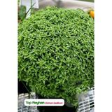 Agrodal Tarım Top Reyhan/Top Fesleğen Çiçeği Tohumu 100 Adet Tohum