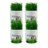 AGROERA %100 Doğal Kedi Çimi (TÜY YUMAĞI ÖNLEYİCİ) 4 Adet
