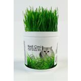 Agroera %100 Doğal Kedi Çimi (Tüy Yumağı Önleyici)