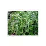 Agrokar Yaprak Bezelye Tohumu Ithal 1 kg
