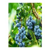 agrolidya Bluecrop Yaban Mersini Blueberry Fidanı fdn102