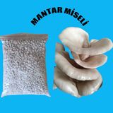 Agroma 1 kg Istiridye Mantar Tohumu( Hk 35) -4 Adet Ekim Poşeti Hediyeli-