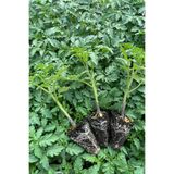 AGROPLUS CORVET DÜZ DOMATES FİDESİ 10 ADET