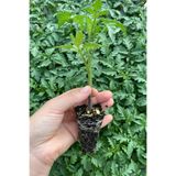 AGROPLUS İKRAM DÜZ SALKIM DOMATES FİDESİ 10 ADET