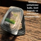 Agviv Kedi Çimi Yetiştirme Seti Doğal