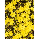 Ahes Çalı Sarı Yasemin Fidanı 1 Adet Saksılı/tüplü 40-60 cm (Jasminum Nudiflorum)