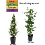 Ahes Decor & Plant Mis Kokulu Arap Yasemin + Kokulu Hanımeli Çiçeği Fidanı 2'li Bahçe Peyzaj Seti