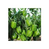 AHG BOTANİK Dolmalık Biber Fidesi 6 Adet