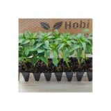 AHG BOTANİK Kıl Biber Fidesi 5 Adet Ekonomik