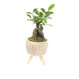 Ahşap Ayaklı Yıldız Desenli Dekoratif Beton Saksıda Ficus Ging Seng Bonsai