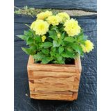 Ahşap zeytin saksı 20X20X20