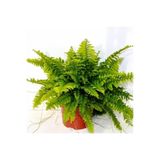 Ahsen Çiçek Evi Fujer Aşk Merdiveni Nephrolepsis Exaltata, 8098440117267