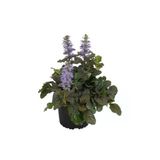 Ajuka -Mayasıl Otu (Arı Kovanı -Yüksük Otu) 1 Adet Saksılı 10-20 cm Bahçe Bitkisi