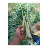 Akdeniz Fidan Bitki Destek Çubuğu 80-100 cm 10 ADET Kargı Kamış (Kendi Görsellerimizdir)