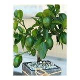 Akdeniz Fidan Lime Limon Fidanı (MİSKET LİMON) Aşılı