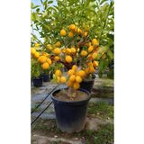 Akdeniz Fidan Limon Ağacı Fidanı Yediveren Limon Fidanı Limon Fidesi