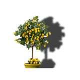 Akdeniz Fidan Limon Fidanı Yediveren Limon Aşılı