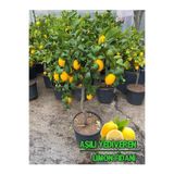 Akdeniz Fidan Limon Fidanı Yediveren Limon Fidanı Aşılı Gür Yaprak ve Dallı