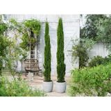 Akdeniz Servisi Cupressus Sempervirens 20 Adet