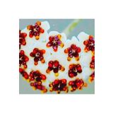 AKDENİZ TARIM Hoya Kerri 50-70 Cm Büyüyen Kalp Yapraklı Kokulu Mum Çiçeği Bitkisi Özel Tür Sevgi Çiçeği Koleksiyo