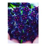 AKDENİZ TARIM Hoya Siyah Inci 120-150 Cm Kokulu Mum Çiçeği Bitkisi Kalıcı Saksısında