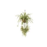 AKDOĞA Chlorophytum Comosum - Makromeli Saksıda Kurdele Çiçeği - Örümcek Bitkisi - Hava Temizleyen Bitki