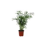 AKDOĞA Ithal Mini Chamaedorea Elegans Dağ Palmiyesi Şamadora Salon Palmiyesi Areka Palmiyesi 40-45cm