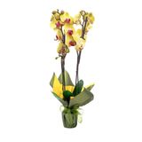 AKDOĞA Phalaenopsis Ithal Pembe Dudak Sarı Çift Dallı Orkide 60-80cm Ev Ofis Dekoru Hediyesi