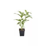 Akşam Gece Sefası Kolonya Limon Çiçeği Melisa 10-20 Cm