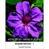 Akşam Sefası Çiçek Tohumu 1 - MIRABILIS JALAPA (~ Takribi 10 Tohum)