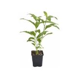 Akşam Sefası Parfüm Çiçeği Melisa Fidanı 10-30 Cm