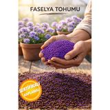 Aksaray Arıcılık 1 KG - Faselya Otu Tohumu (Arı Otu Tohumu)