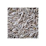 Aktar Depo Marul Tohumu Beyaz 250 gr - 1 Adet