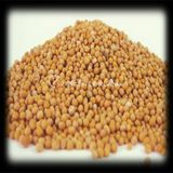 Aktarzane 500 gr Sarı Hardal Tohumu