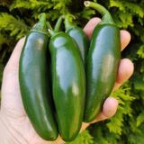 Aktif Jalapeno Zehir Gibi Acı Biber Fidesi 5 Adet