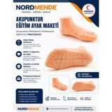 Akupunktur Eğitim Ayak Maketi Anatomik Refleksoloji Nokta Gösterim Modeli Eğitim Maketi - Çok Renkli - Standart